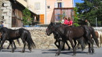 Élevage de chevaux à Dorres