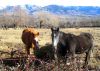 Filename=Chevaux_a_Dorres~0.JPG
Filesize=677KB
Dimensions=1468x1054
Date added=Feb 08, 2010 Chevaux_a_Dorres~0.JPG